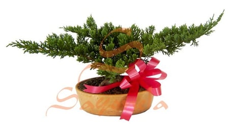 Bonsai Pino Ciprés
