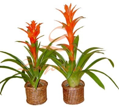 Bromelias