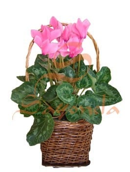 Violeta de los Alpes