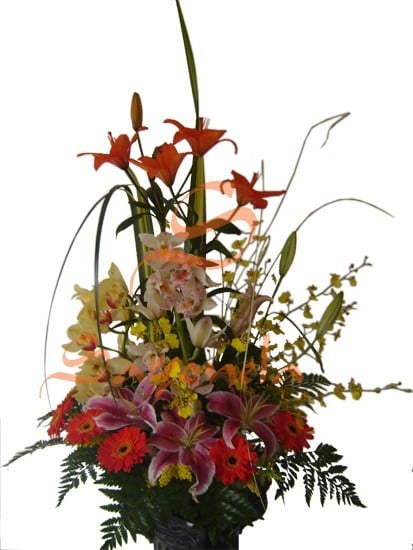 Lirios, Herberas, Cymbidium, Onc