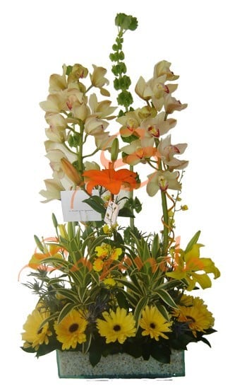 Orquídeas y Gerberas
