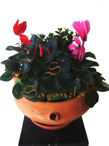 Jardin en Plantas 3