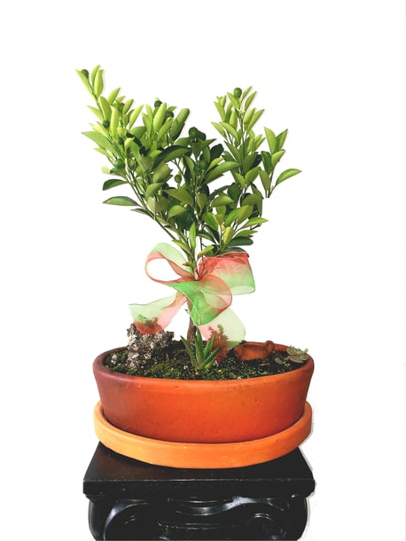 Bonsai de Naranjo