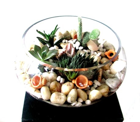 Terrario de Suculentas y Cactus