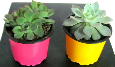 Planta Suculentas Pequeñas