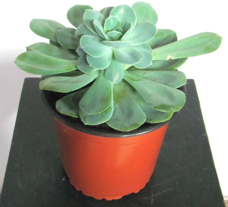 Planta Suculentas Grande