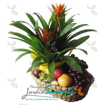 Planta de Bromelia