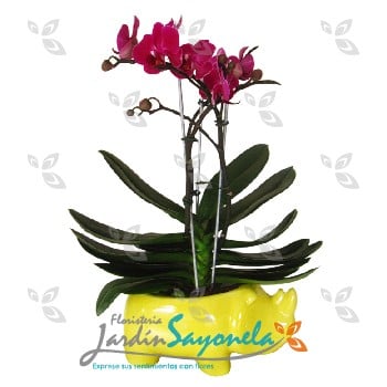 Planta mini Orquidea