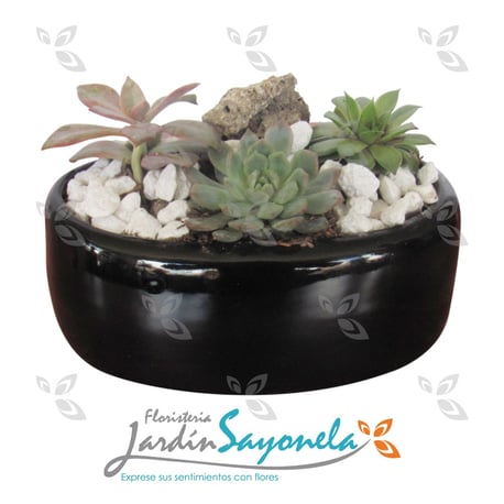 Mini jardín de suculentas