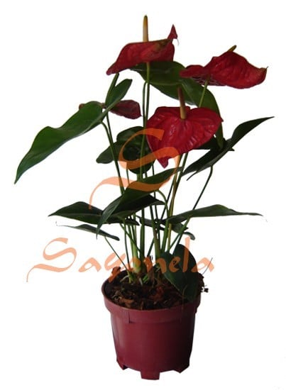Anturio Flor Roja