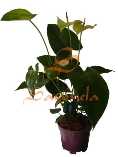 Anturio Flor Verde Amarillo