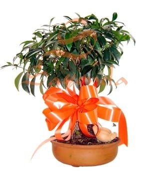 Bonsai Arrayán
