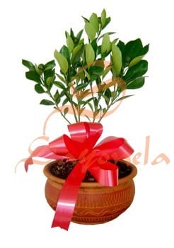 Bonsai Naranjo