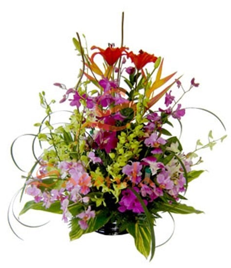 Lirio del Japón y Orquídeas