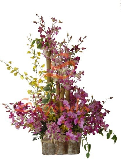 Variedad de Orquídeas