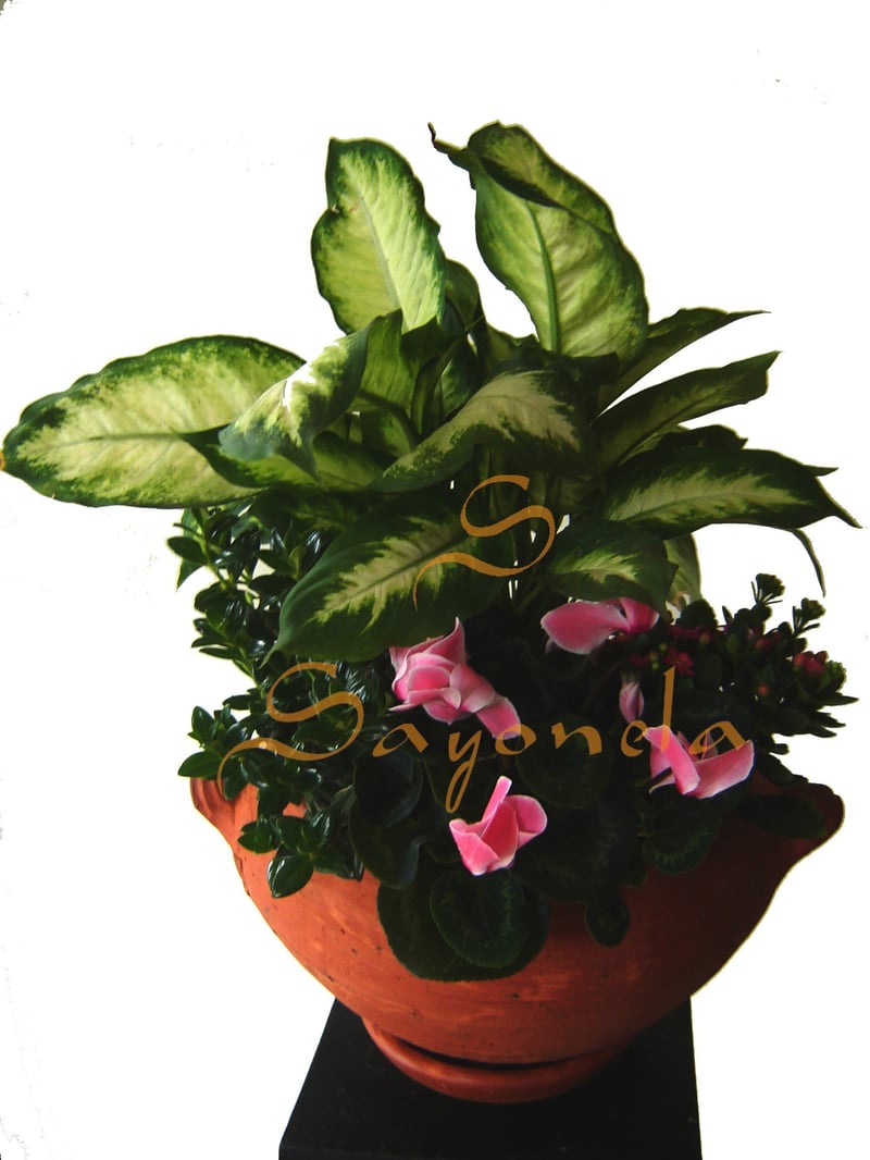 Jardin en Plantas