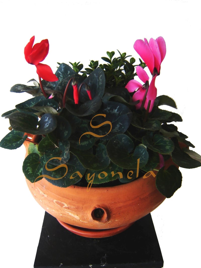 Jardin en Plantas 3