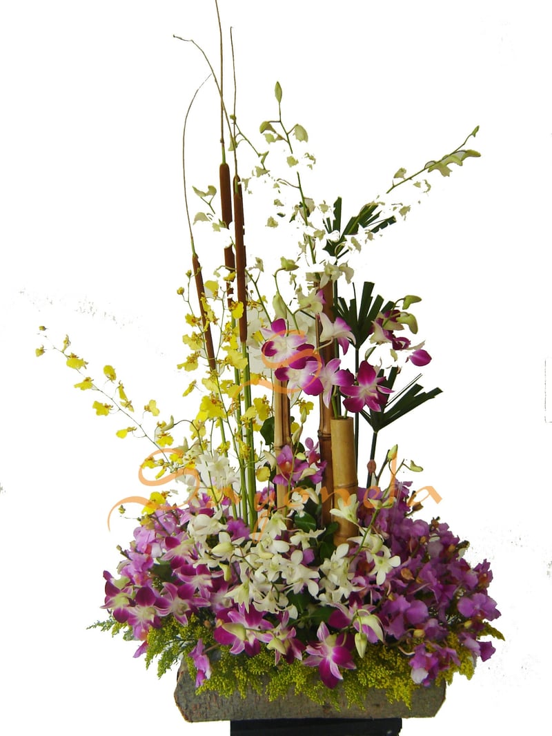 Orquideas Varias