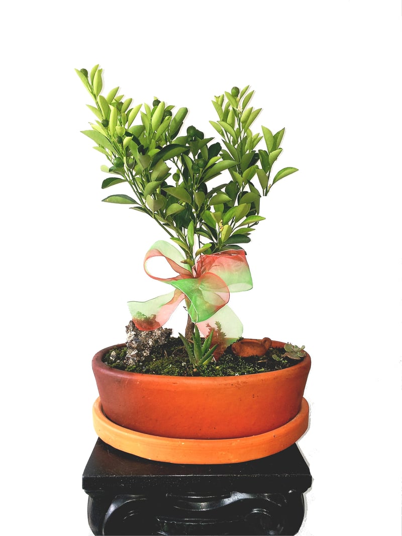 Bonsai de Naranjo