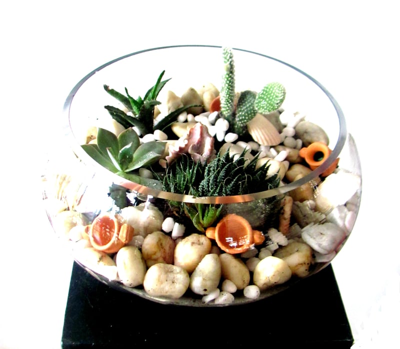 Terrario de Suculentas y Cactus