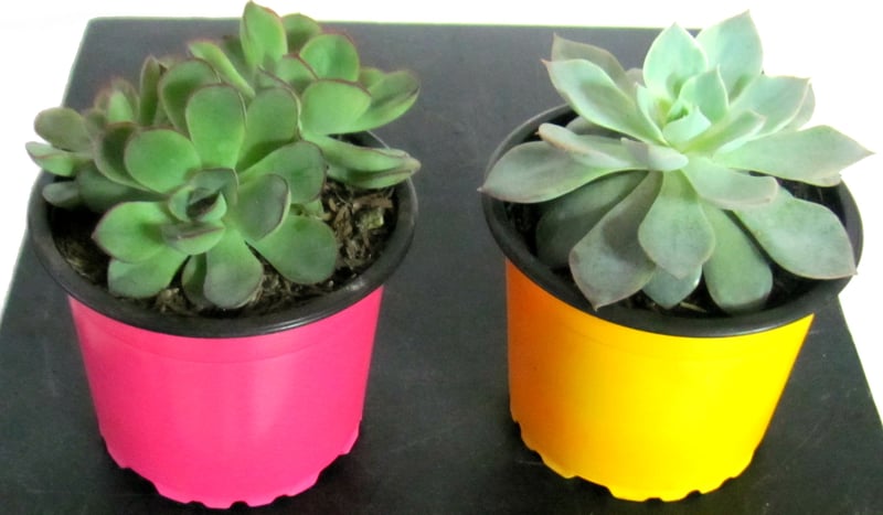 Planta Suculentas Pequeñas