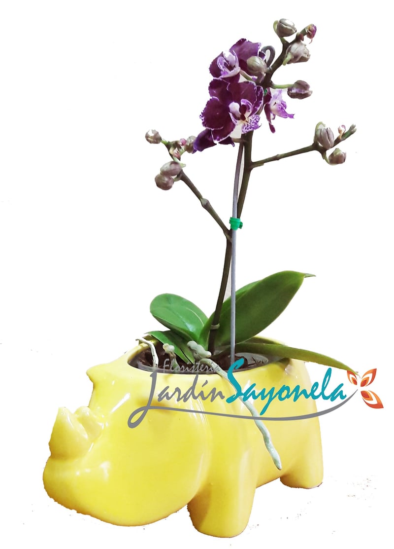 Orquidea Phalenopsis Mini