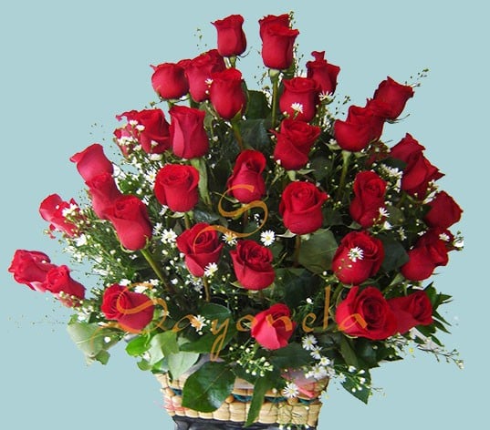 Rosas Rojas
